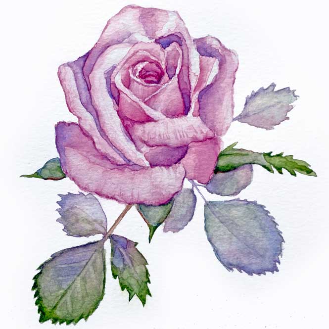 Watercolor Rose by Tif