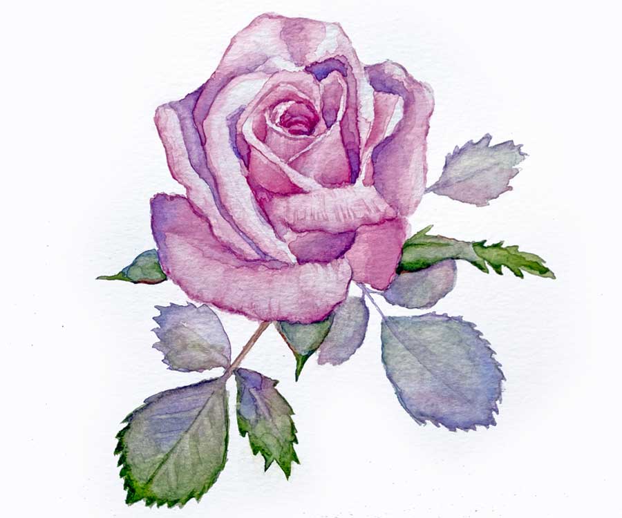 Realistic Rose Watercolor