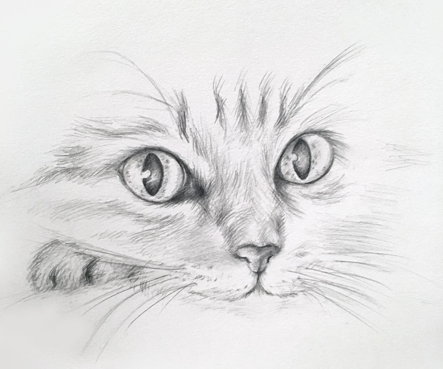Cat Eyes Sketch
