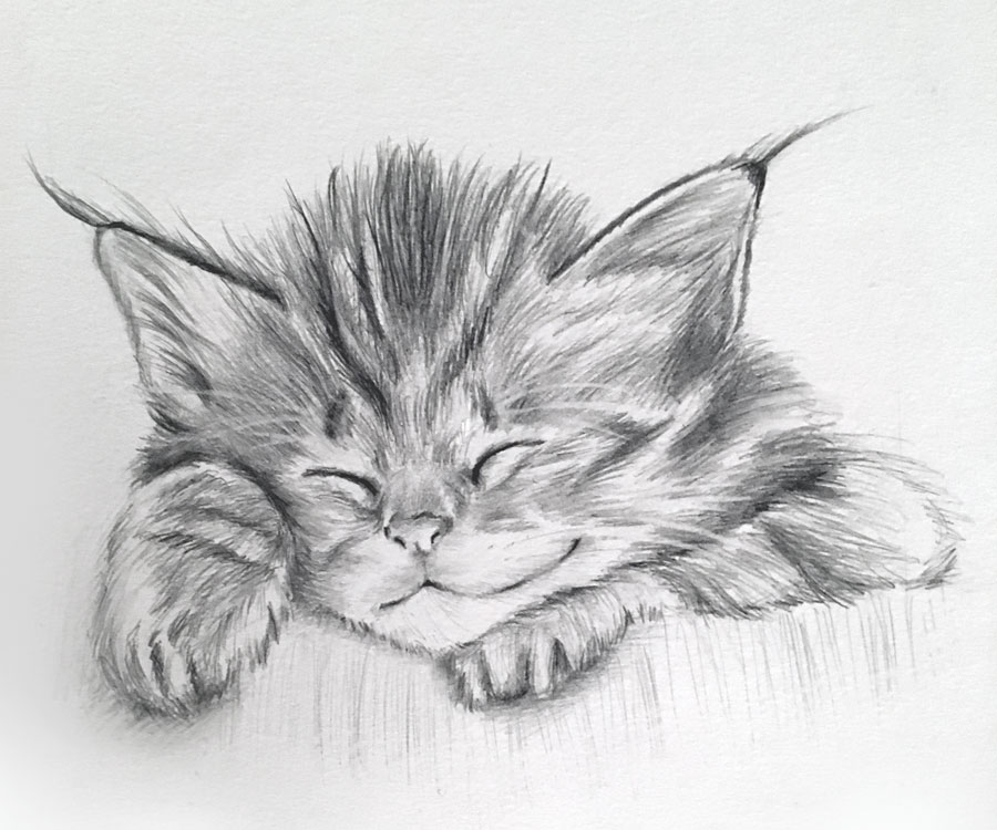 Kitten Sketch
