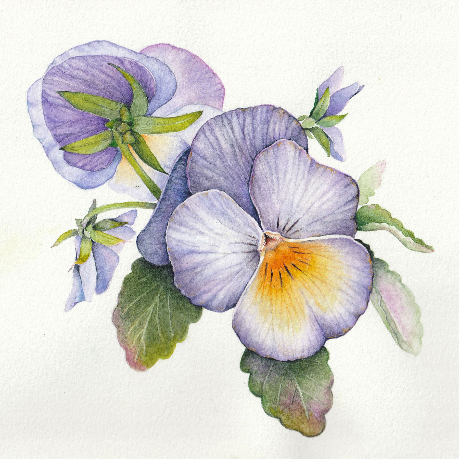 Pansy in Watercolor